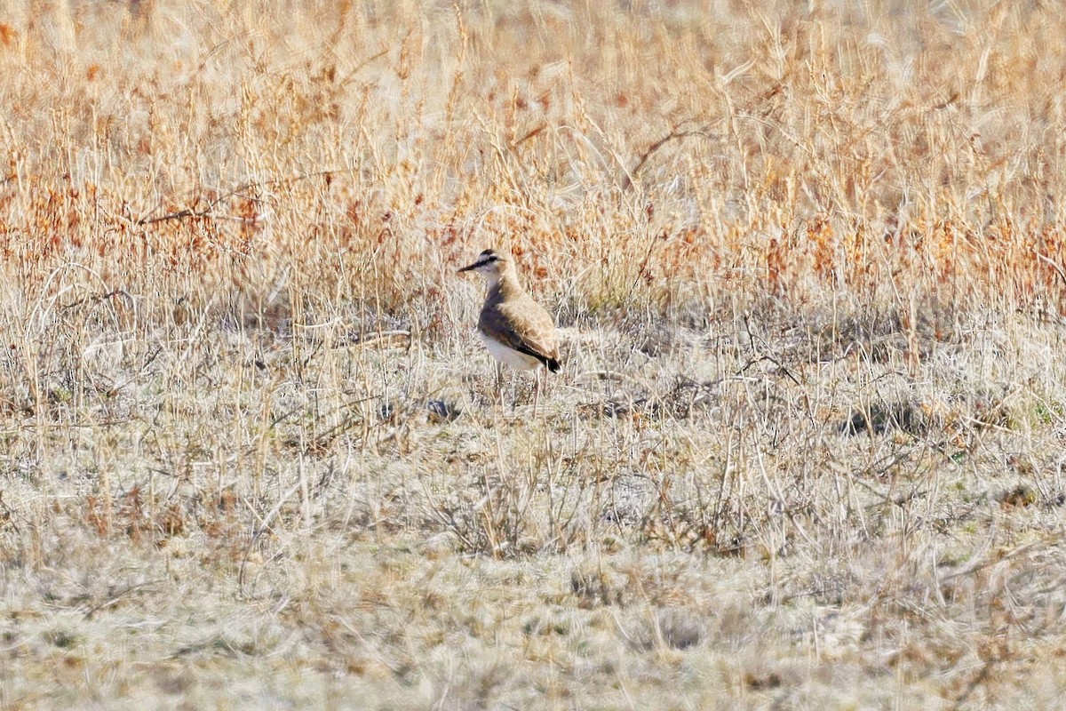 Mountain Plover - ML617232650