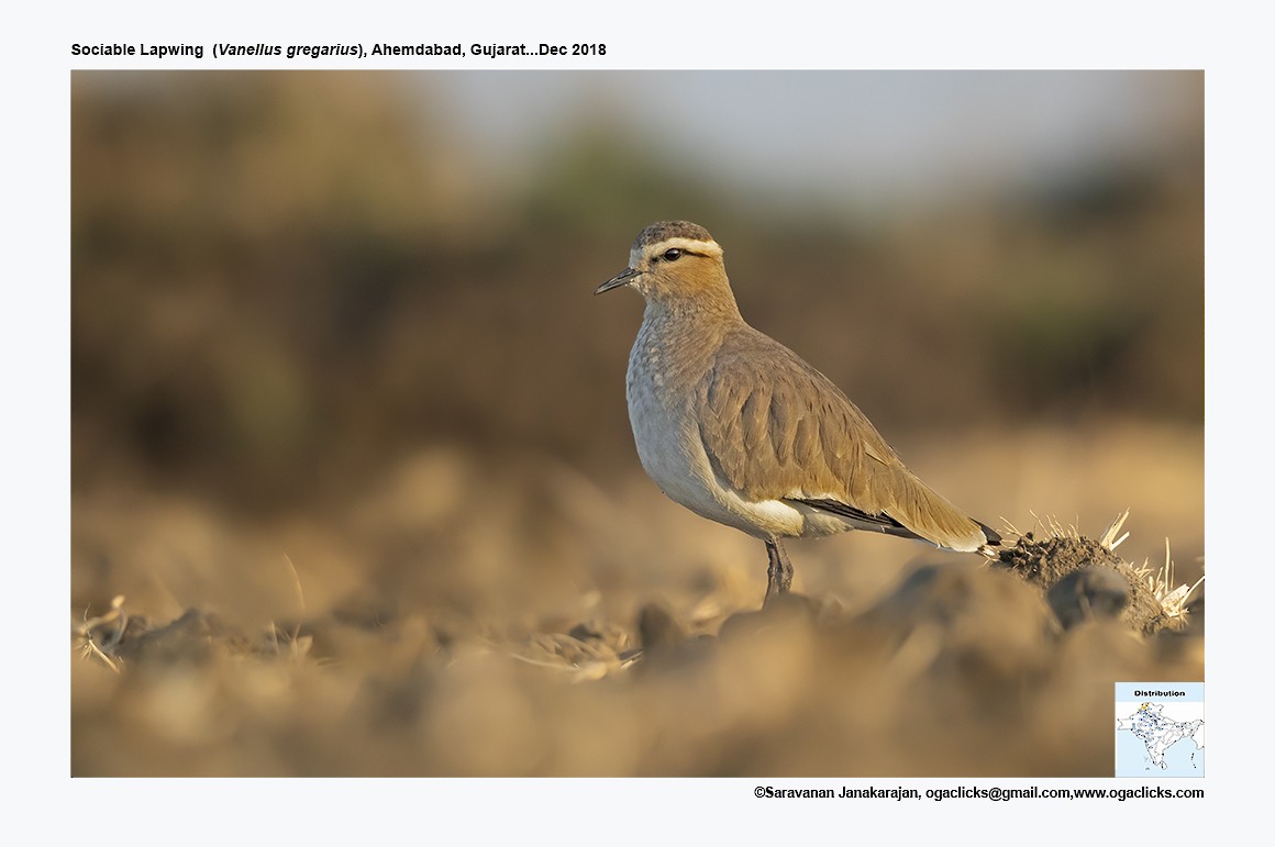 Sociable Lapwing - ML617232669