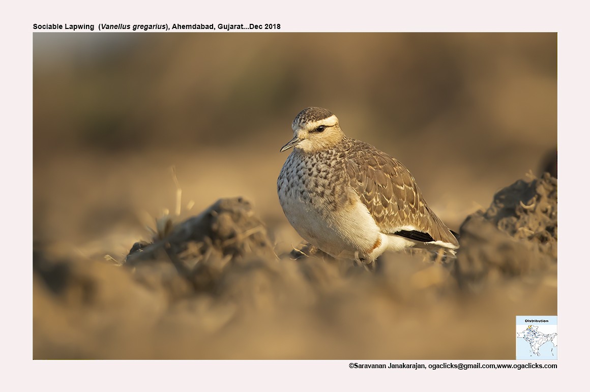 Sociable Lapwing - Saravanan Janakarajan