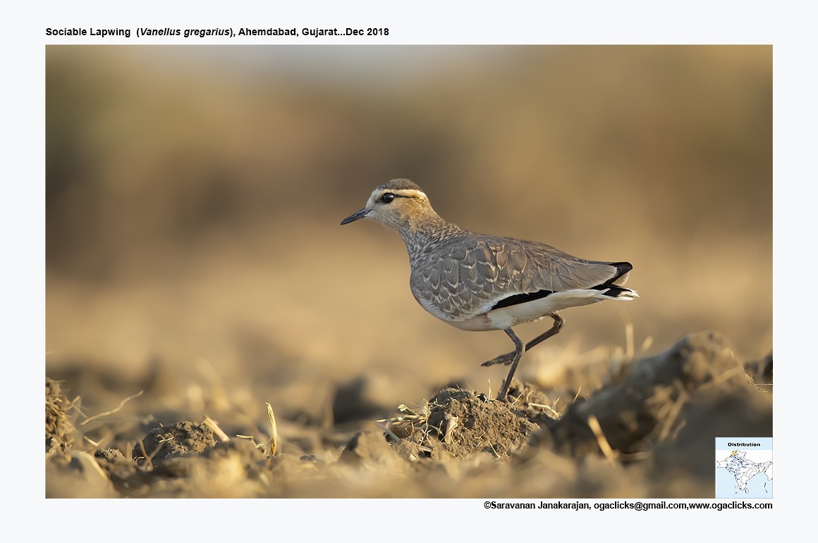 Sociable Lapwing - ML617232672