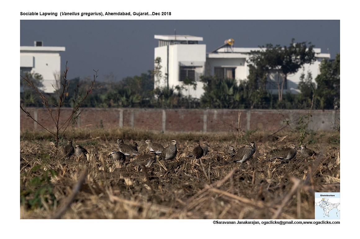 Sociable Lapwing - Saravanan Janakarajan