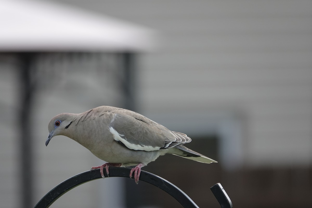 White-winged Dove - John Besser