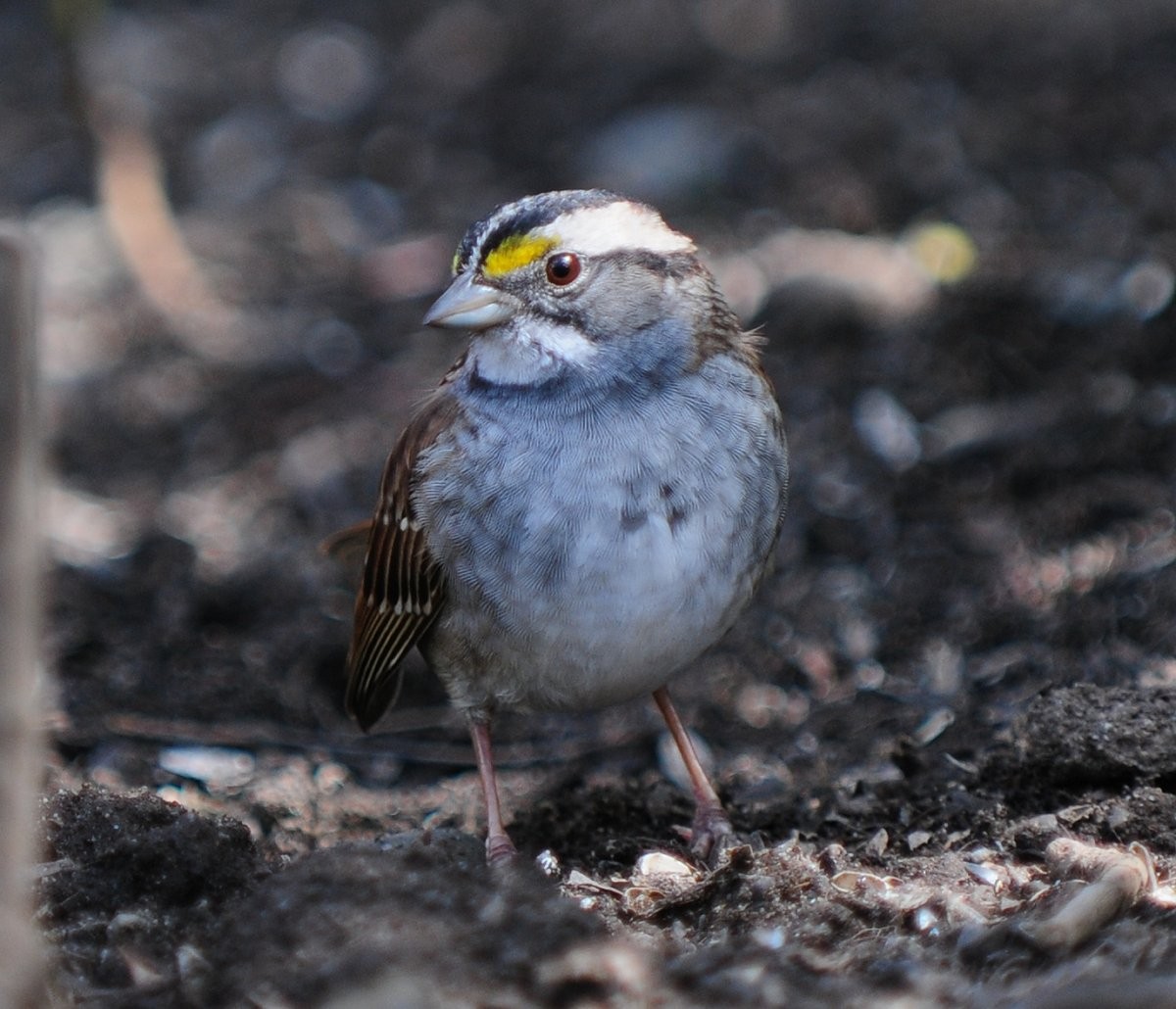 White-throated Sparrow - ML617232715