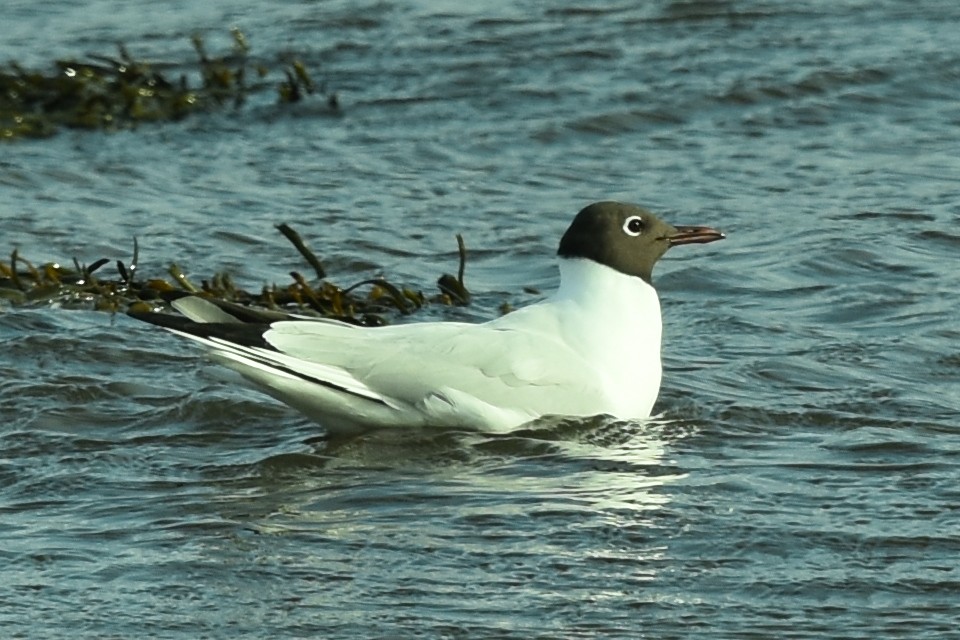 Mouette rieuse - ML617232716