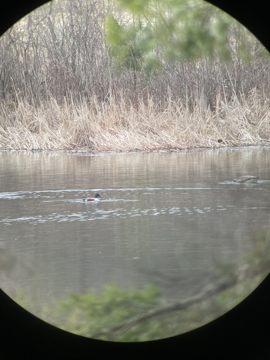 Northern Shoveler - ML617232779