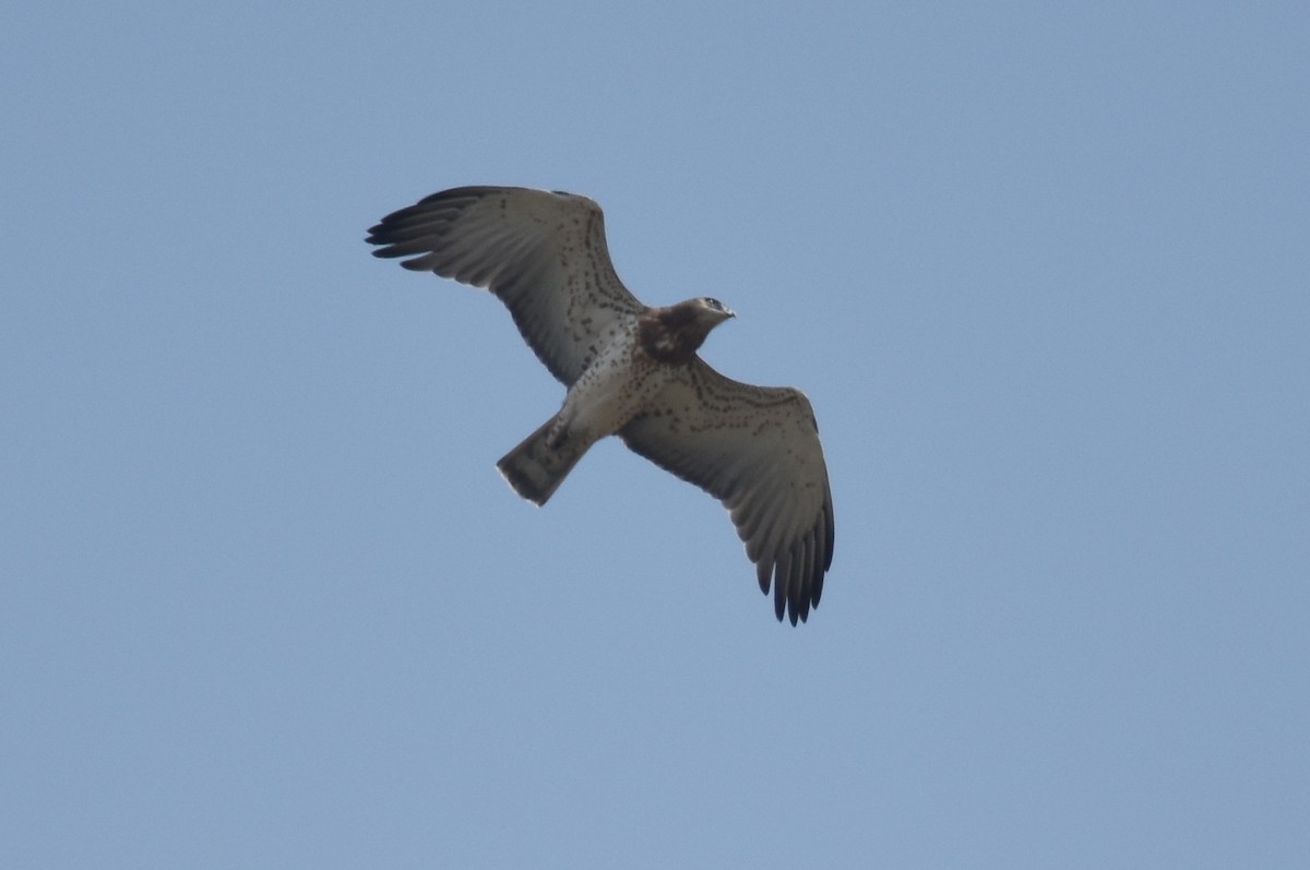 Short-toed Snake-Eagle - ML617232790