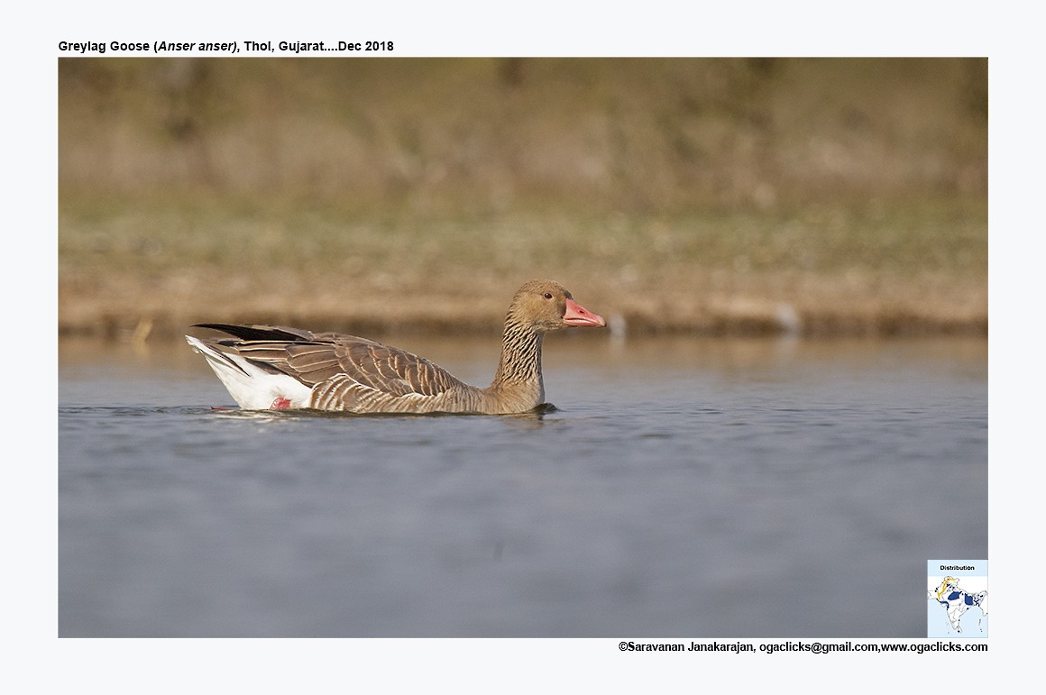 Graylag Goose - Saravanan Janakarajan