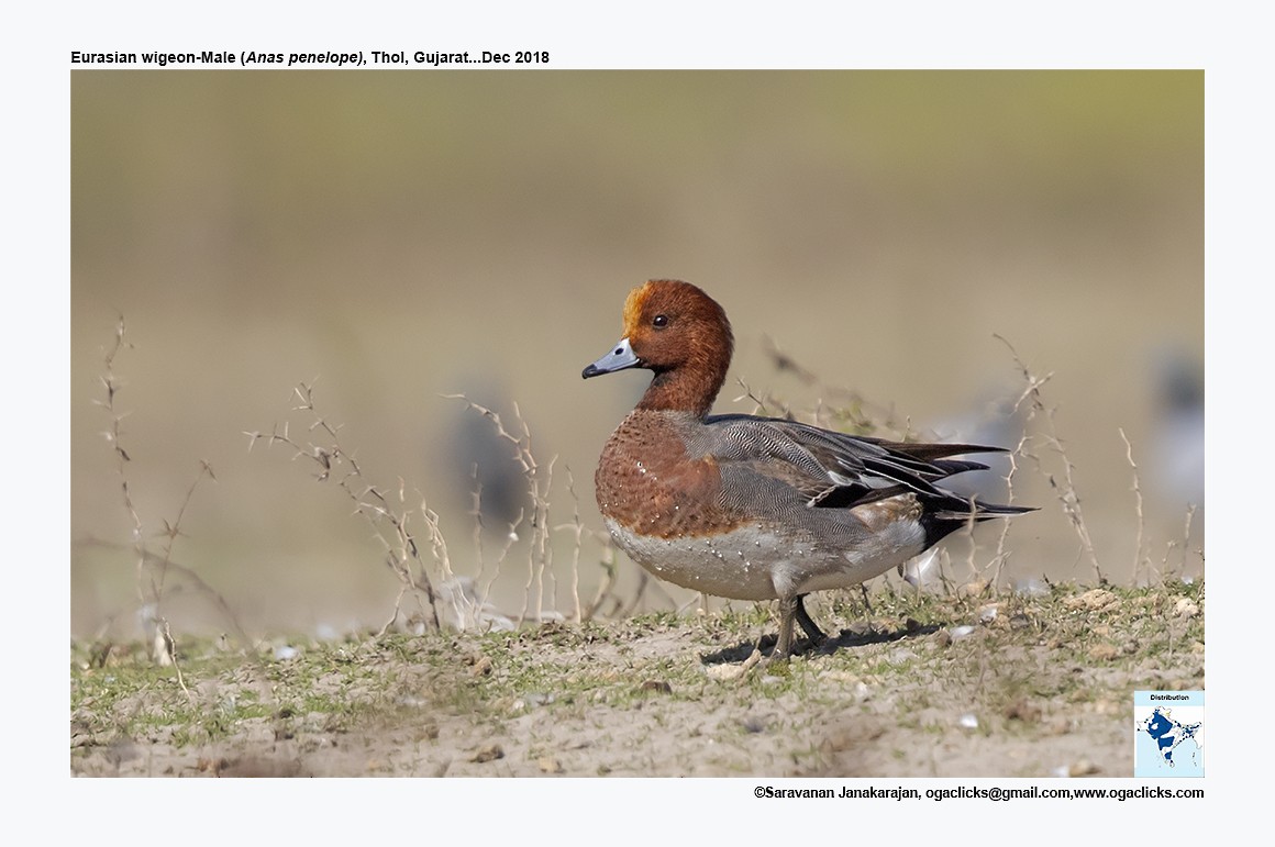 Eurasian Wigeon - Saravanan Janakarajan