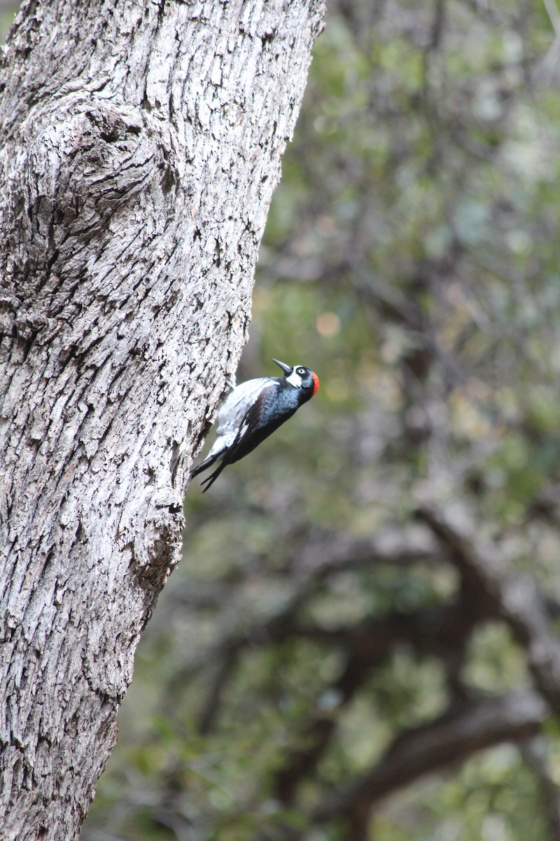 Acorn Woodpecker - ML617232903