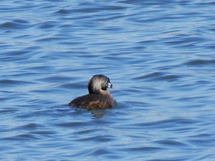 Pied-billed Grebe - ML617232906