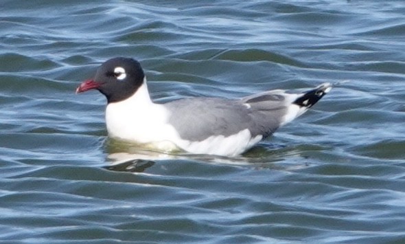 Franklin's Gull - ML617232952