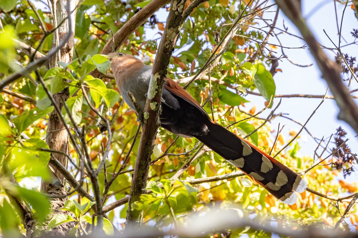 Squirrel Cuckoo - ML617232957