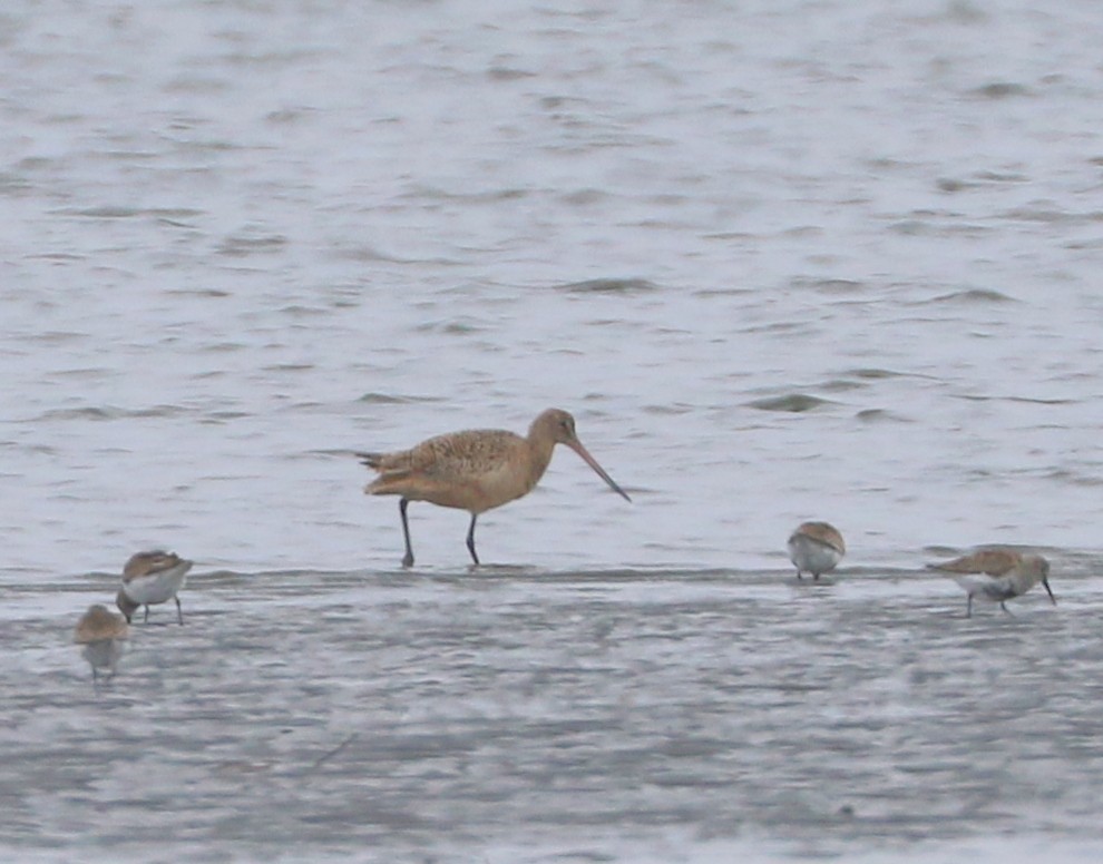 Marbled Godwit - Mike Fung