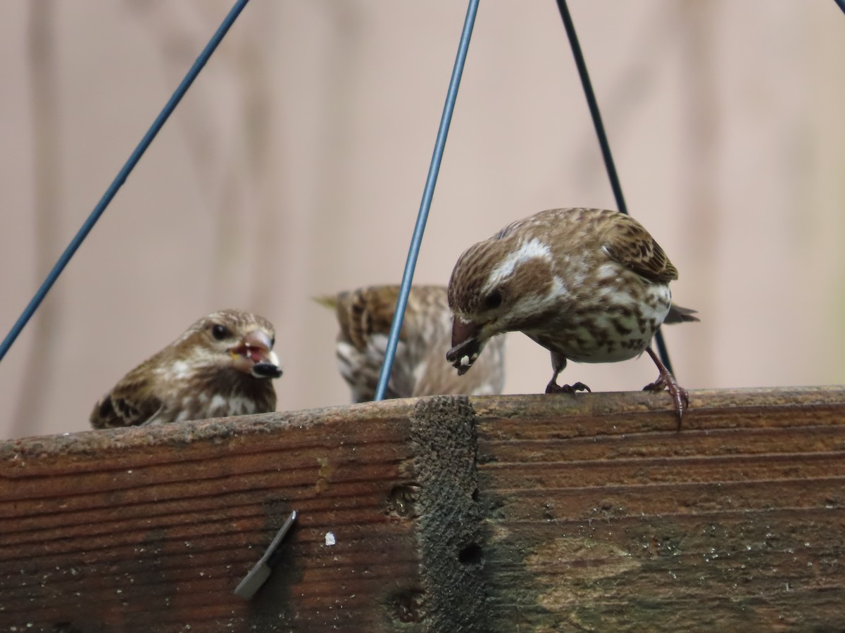 Purple Finch - ML617233059