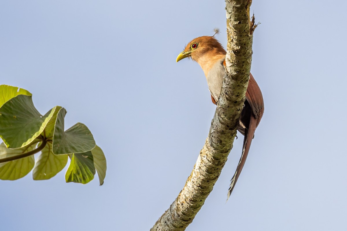 Squirrel Cuckoo - ML617233066