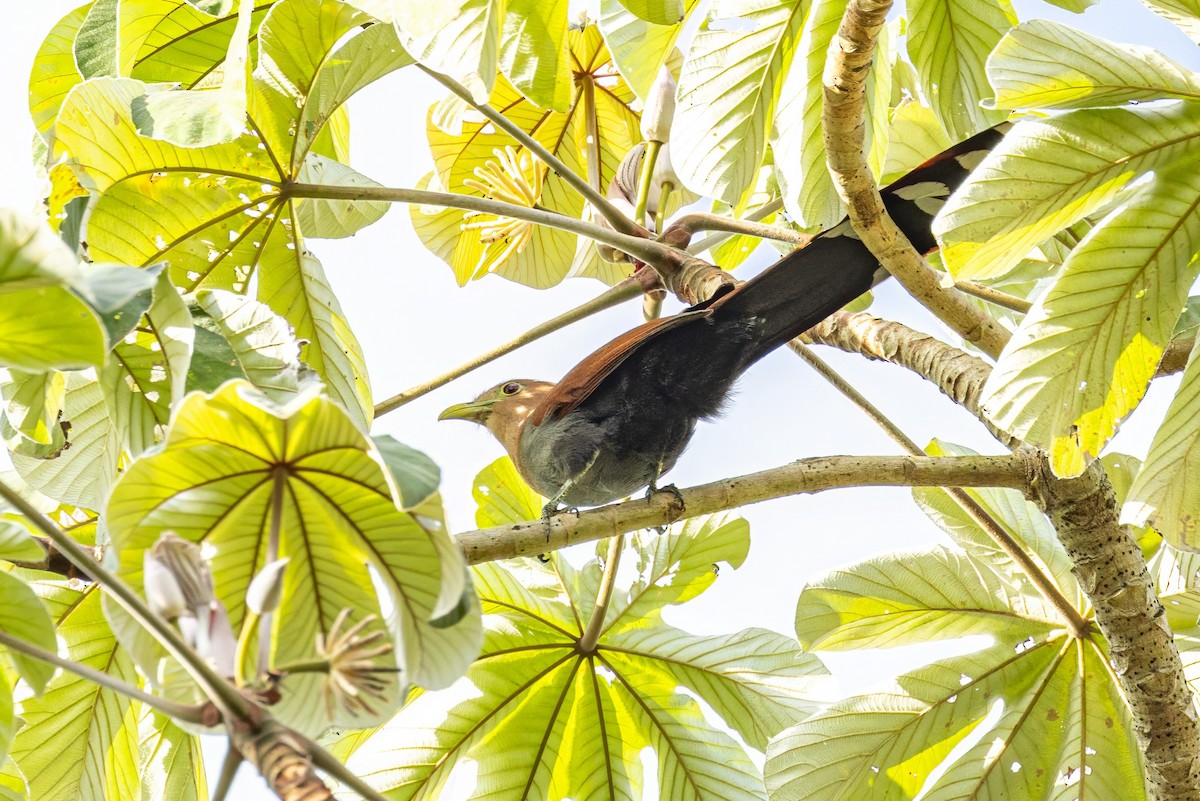 Squirrel Cuckoo - ML617233070