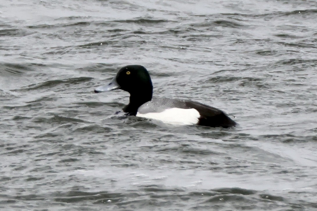 Greater Scaup - ML617233074