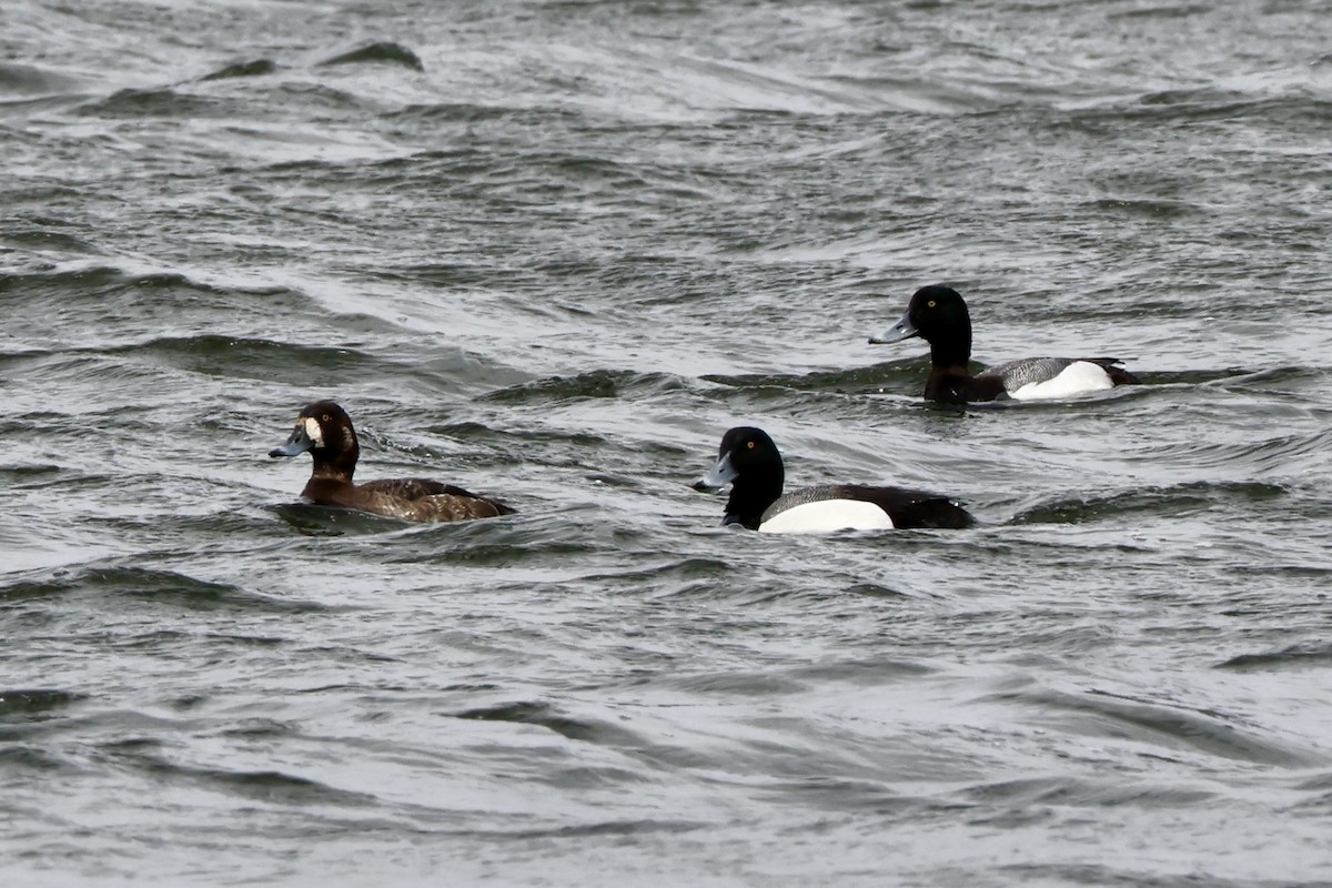 Greater Scaup - ML617233075