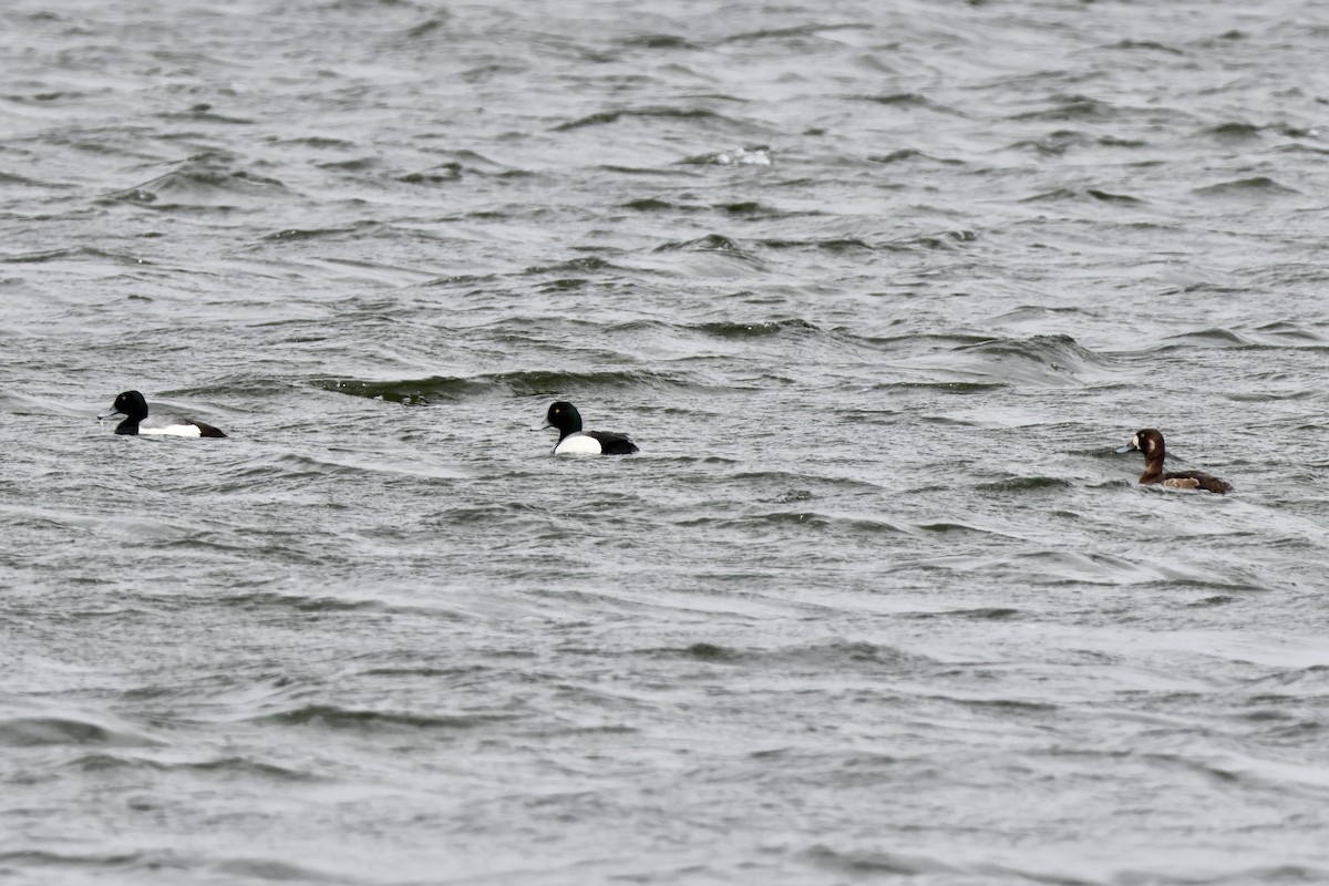 Greater Scaup - ML617233088