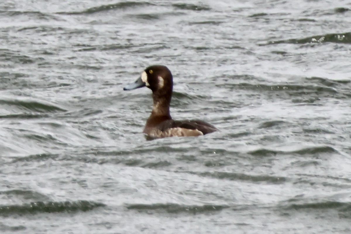 Greater Scaup - ML617233099