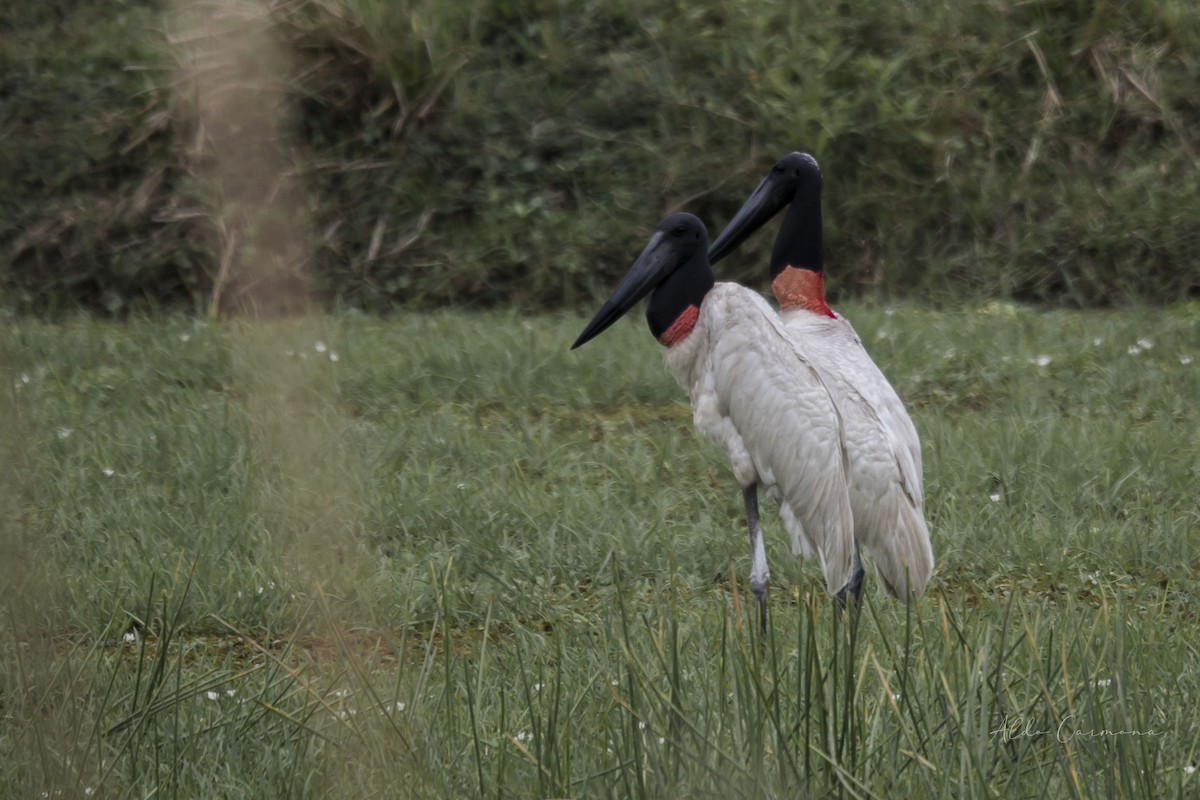 čáp jabiru - ML617233117