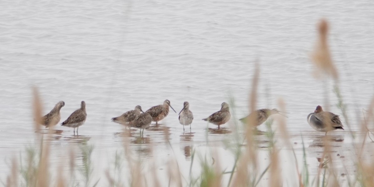 Long-billed Dowitcher - Peter Williams