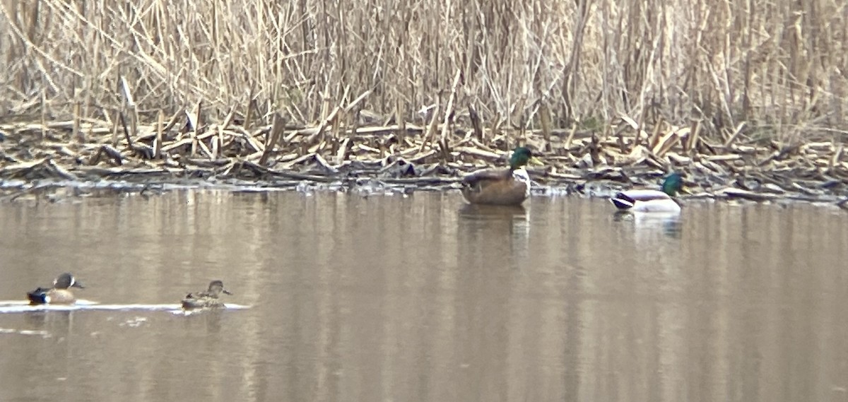 Muscovy Duck x Mallard (hybrid) - ML617233238