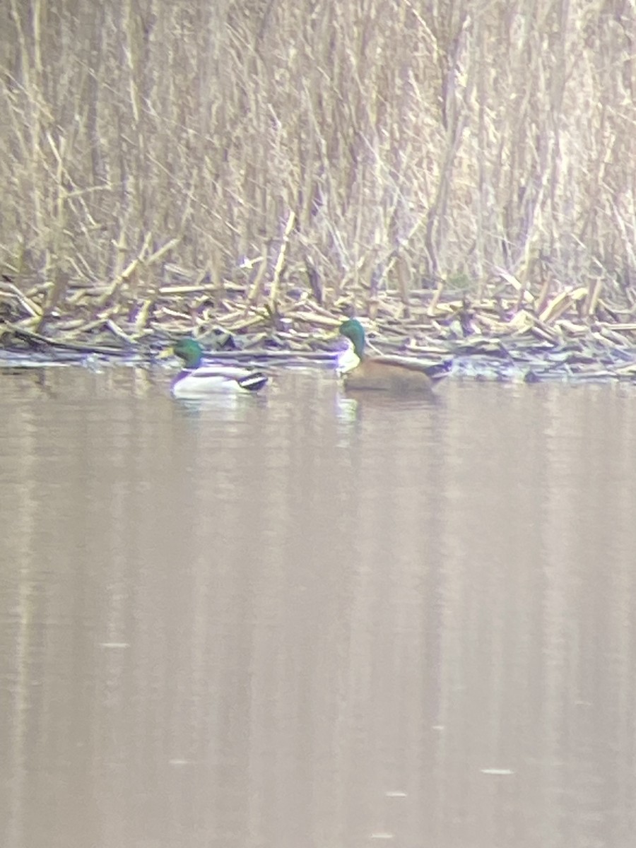 Muscovy Duck x Mallard (hybrid) - ML617233239