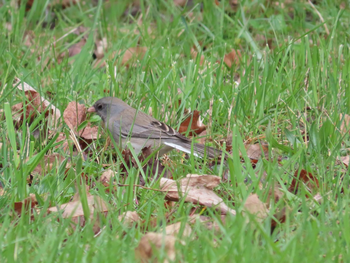 Dark-eyed Junco - ML617233266