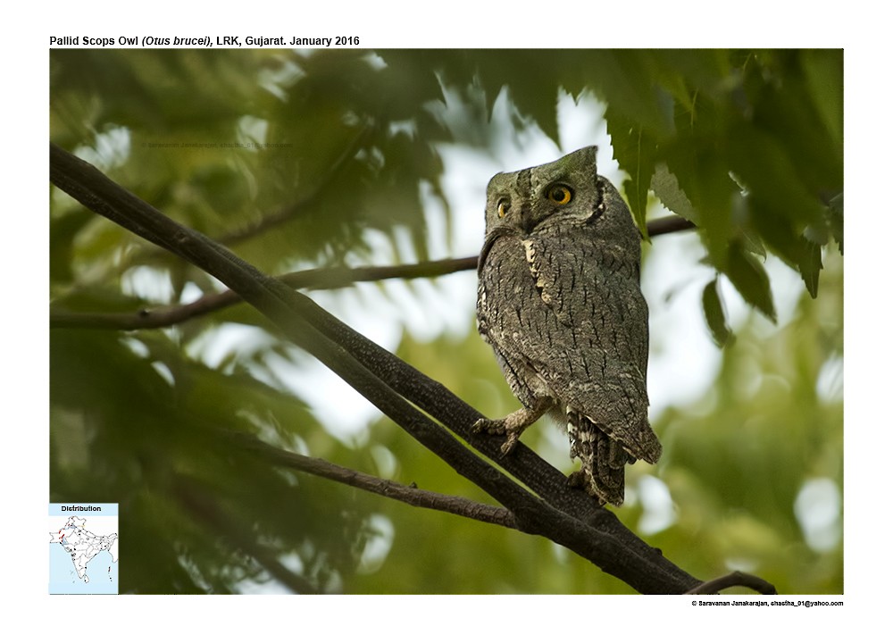 Pallid Scops-Owl - ML617233268