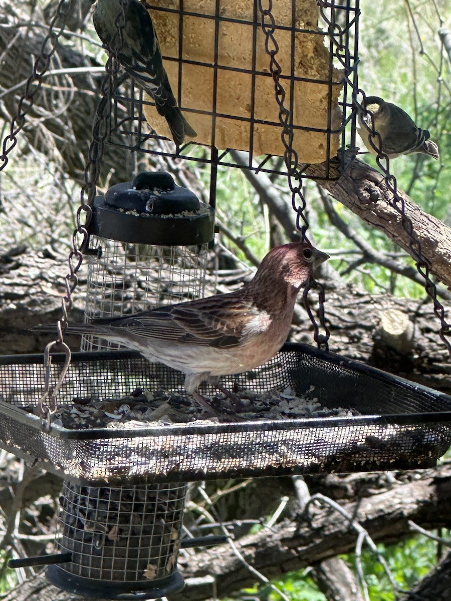 Cassin's Finch - Bruce Wayne