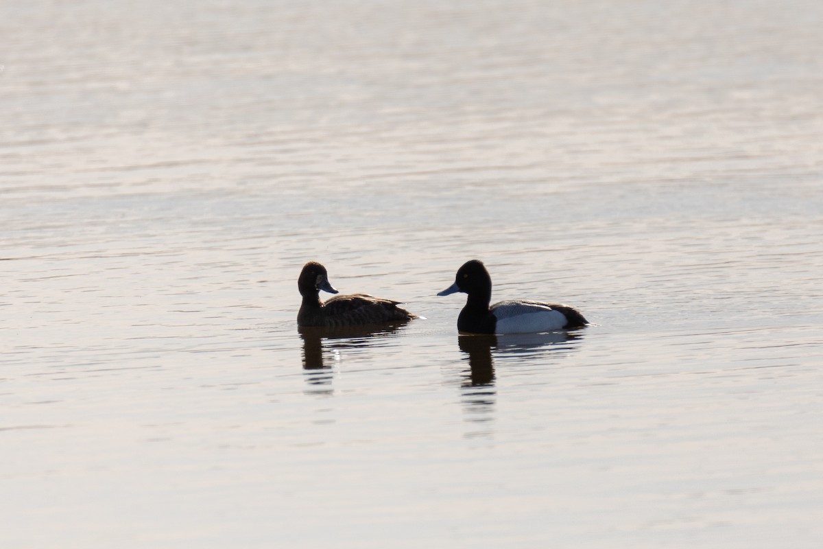 Lesser Scaup - ML617233311