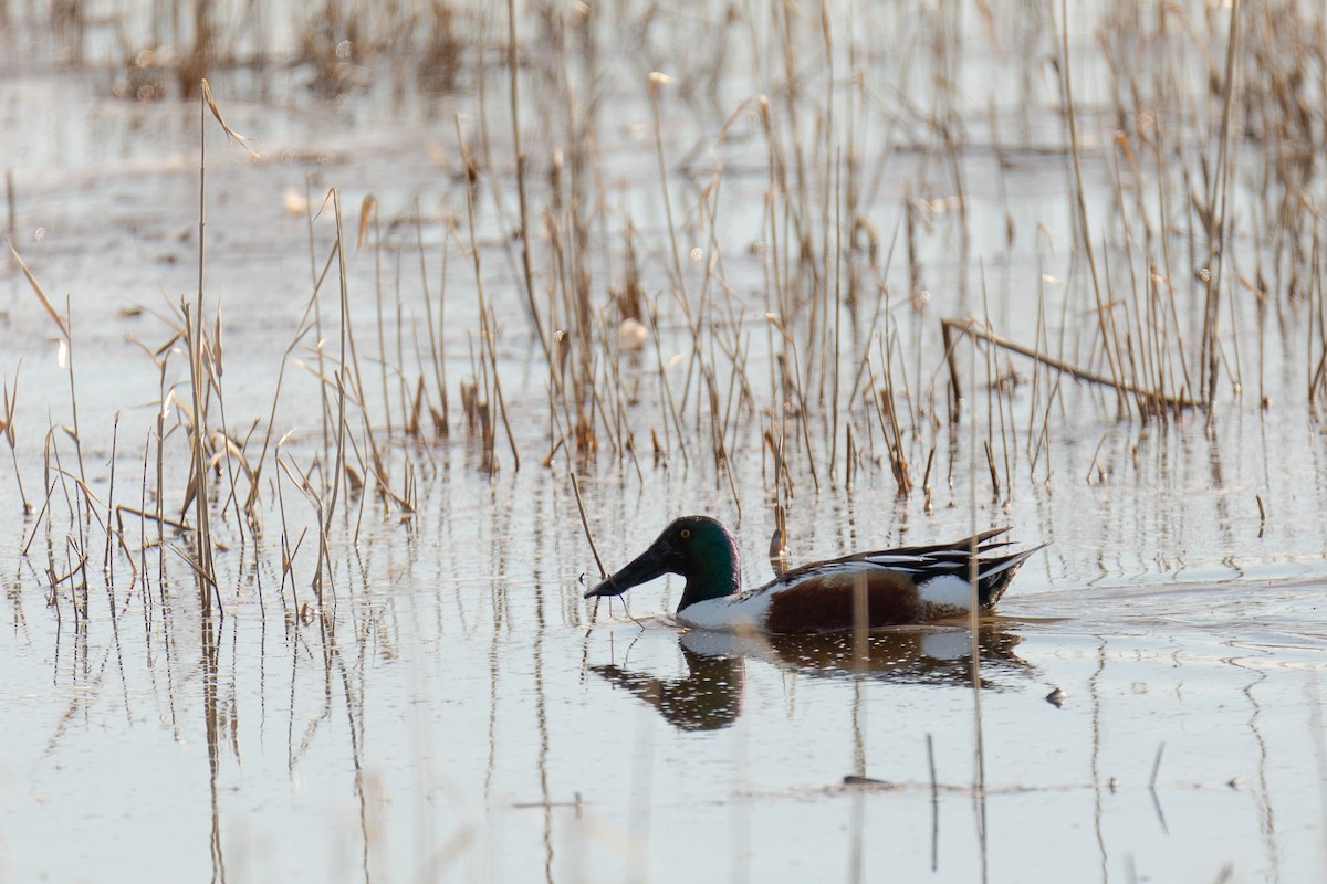 Canard souchet - ML617233316