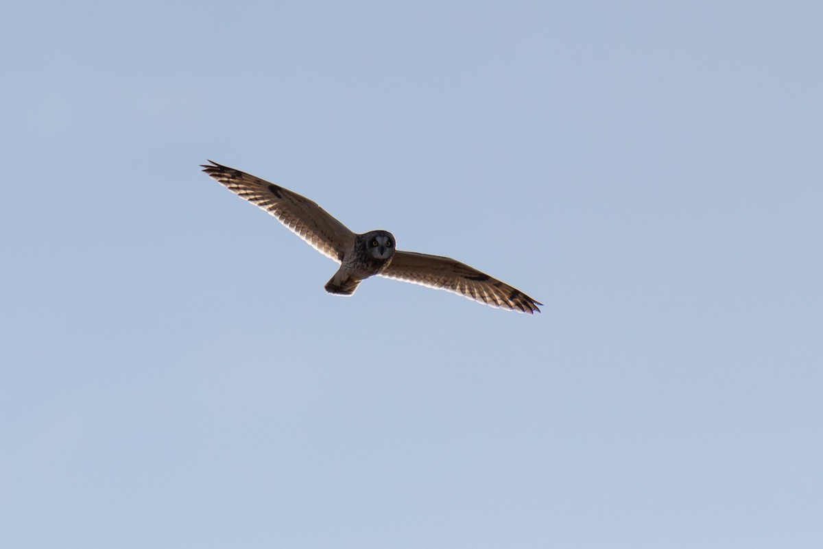 Short-eared Owl - ML617233330