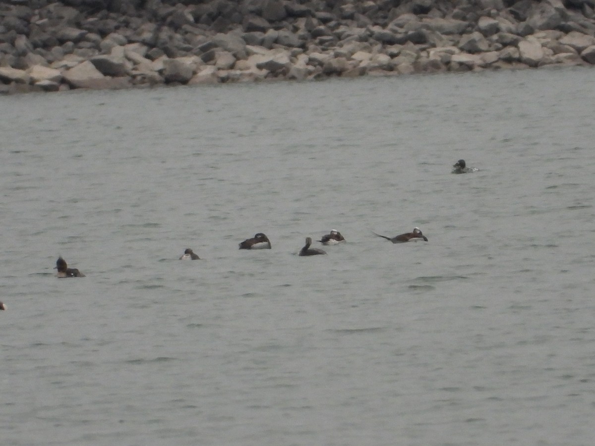 Long-tailed Duck - ML617233334