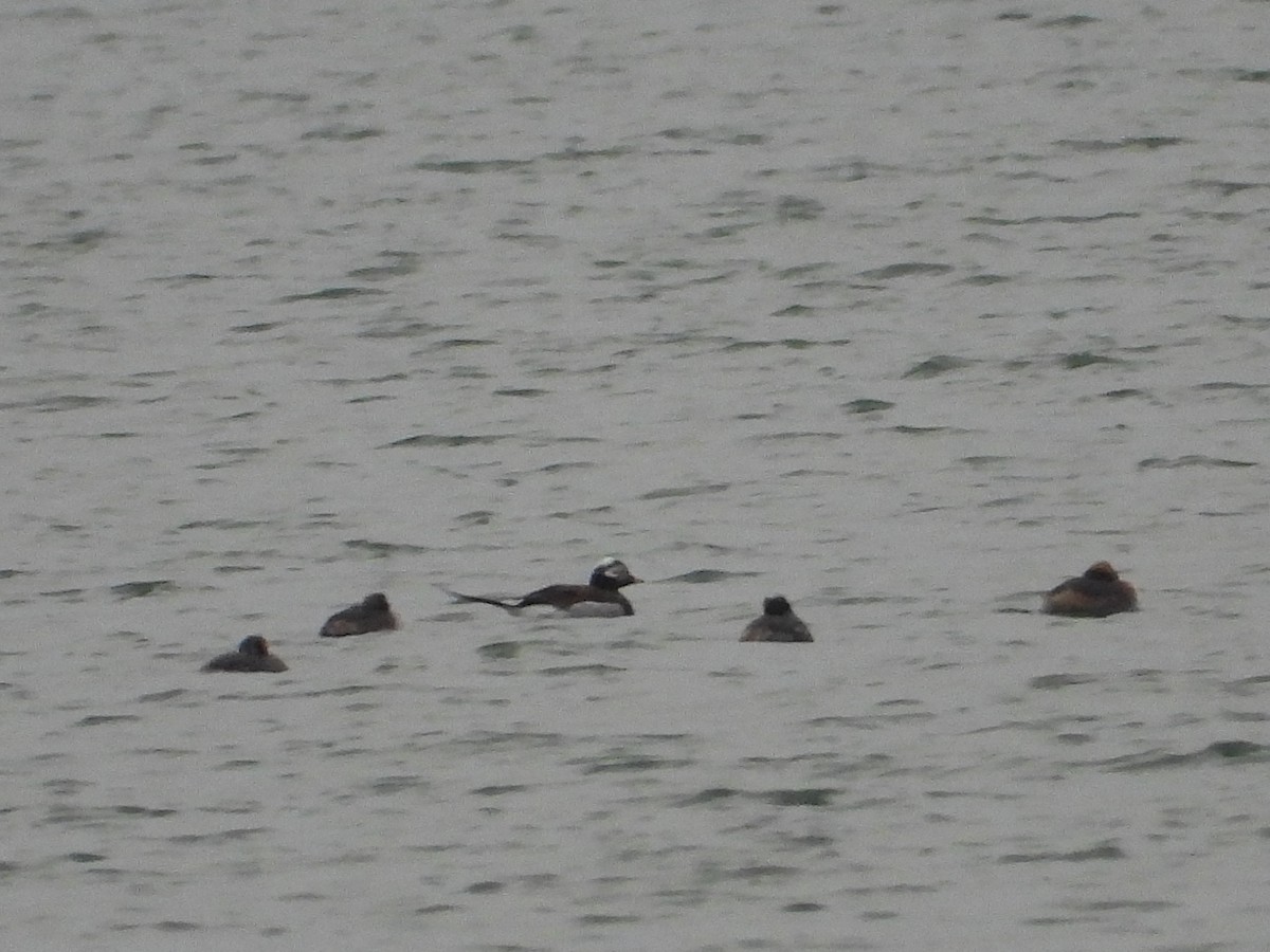 Long-tailed Duck - ML617233335