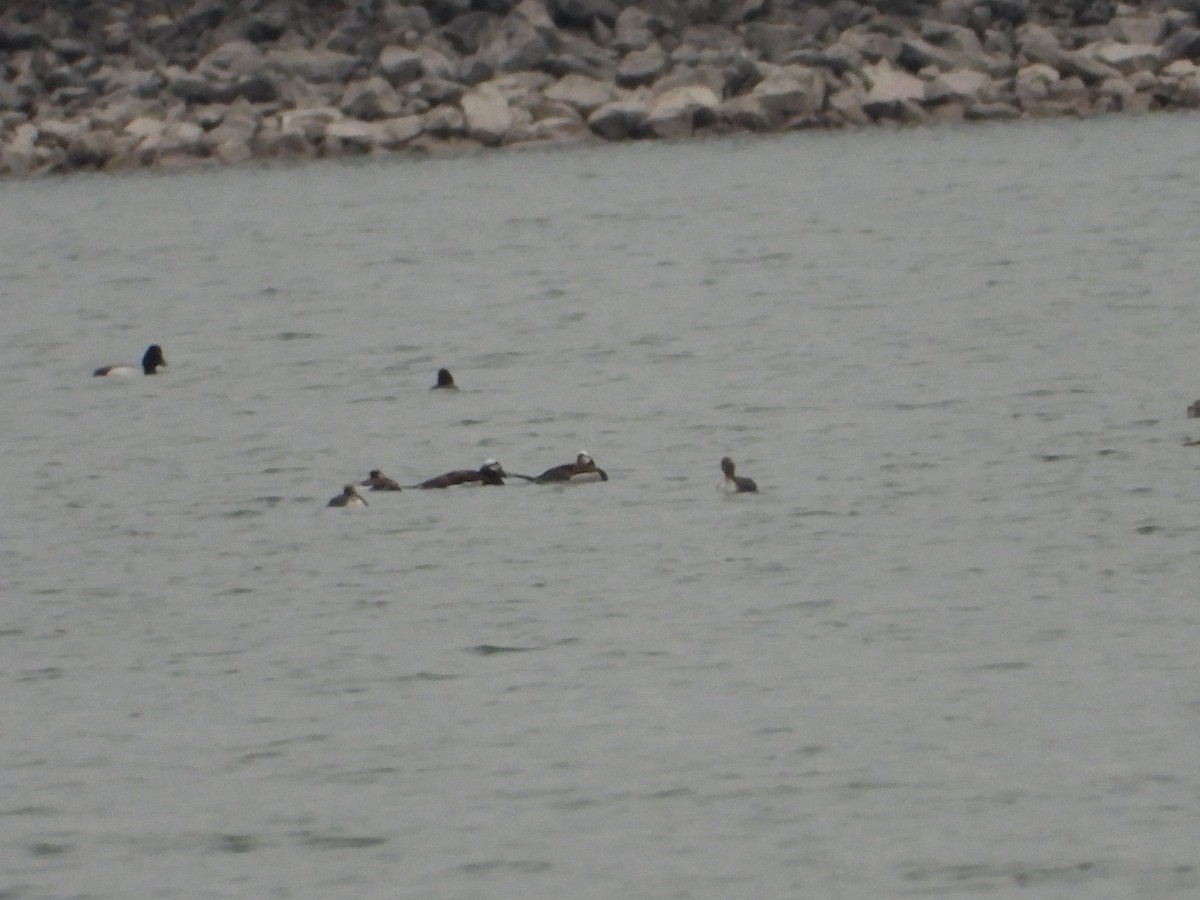 Long-tailed Duck - ML617233336