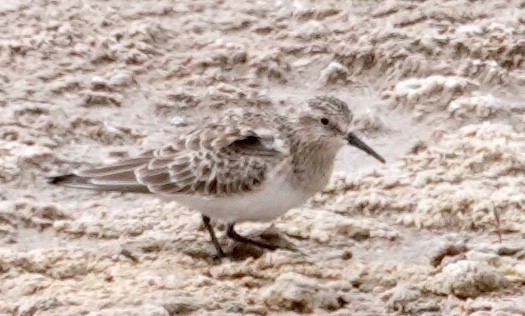 Baird's Sandpiper - Peter Williams