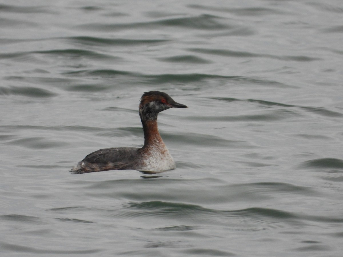 Horned Grebe - ML617233339