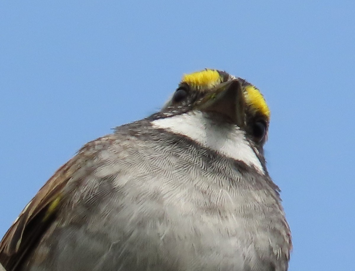White-throated Sparrow - ML617233347