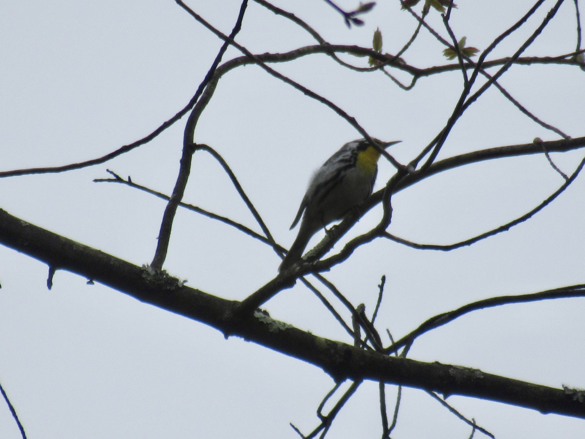 Yellow-throated Warbler - ML617233351