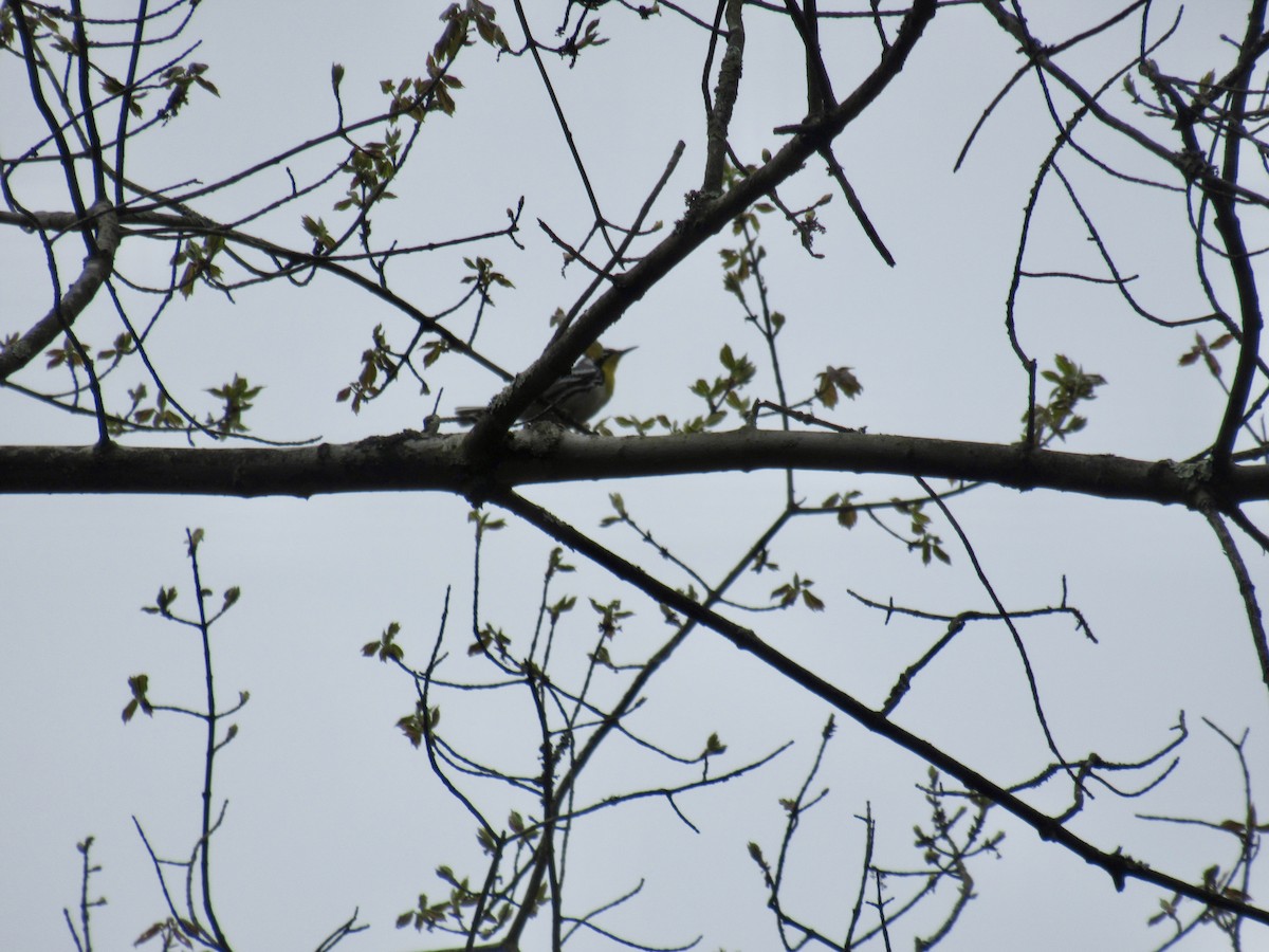 Yellow-throated Warbler - ML617233354