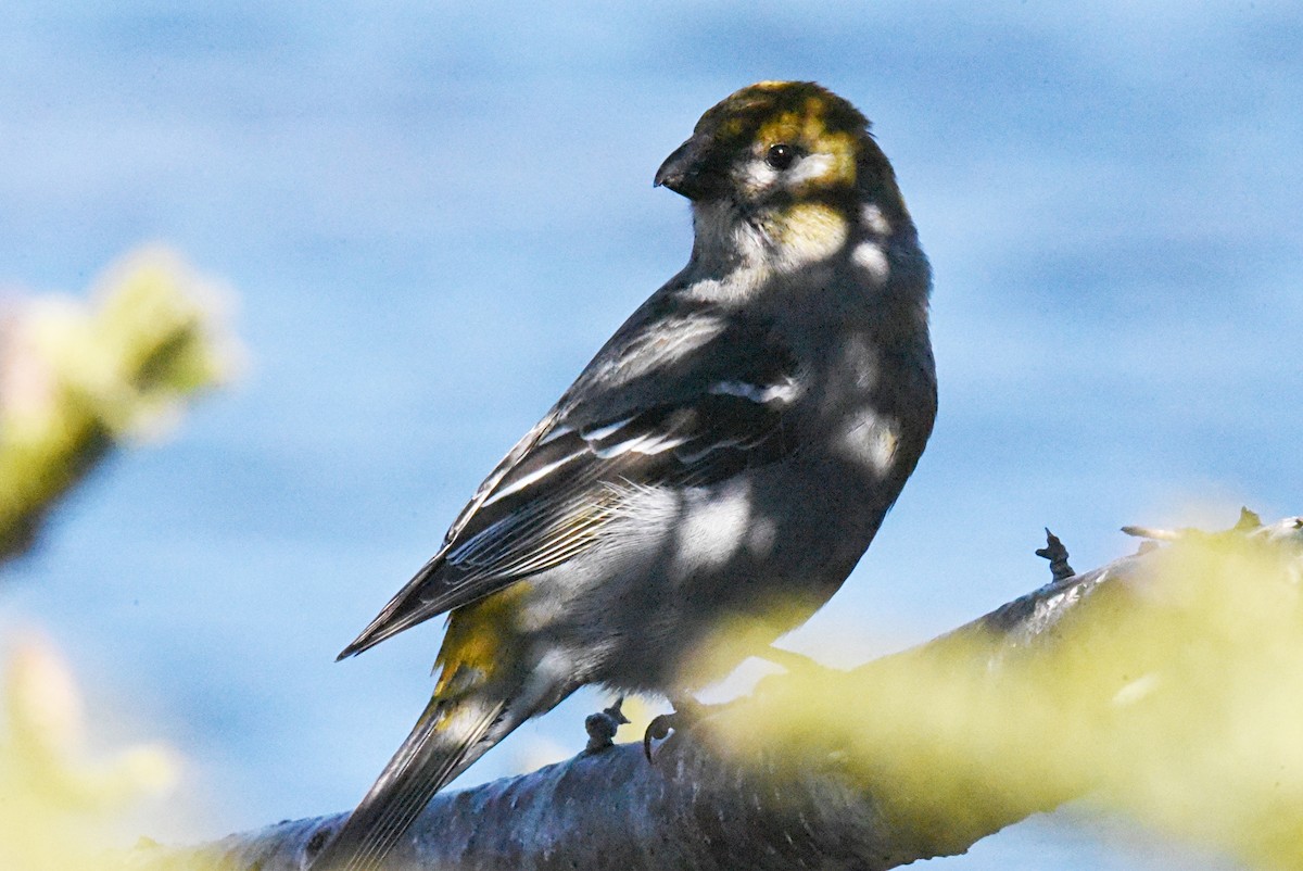 Pine Grosbeak - ML617233359