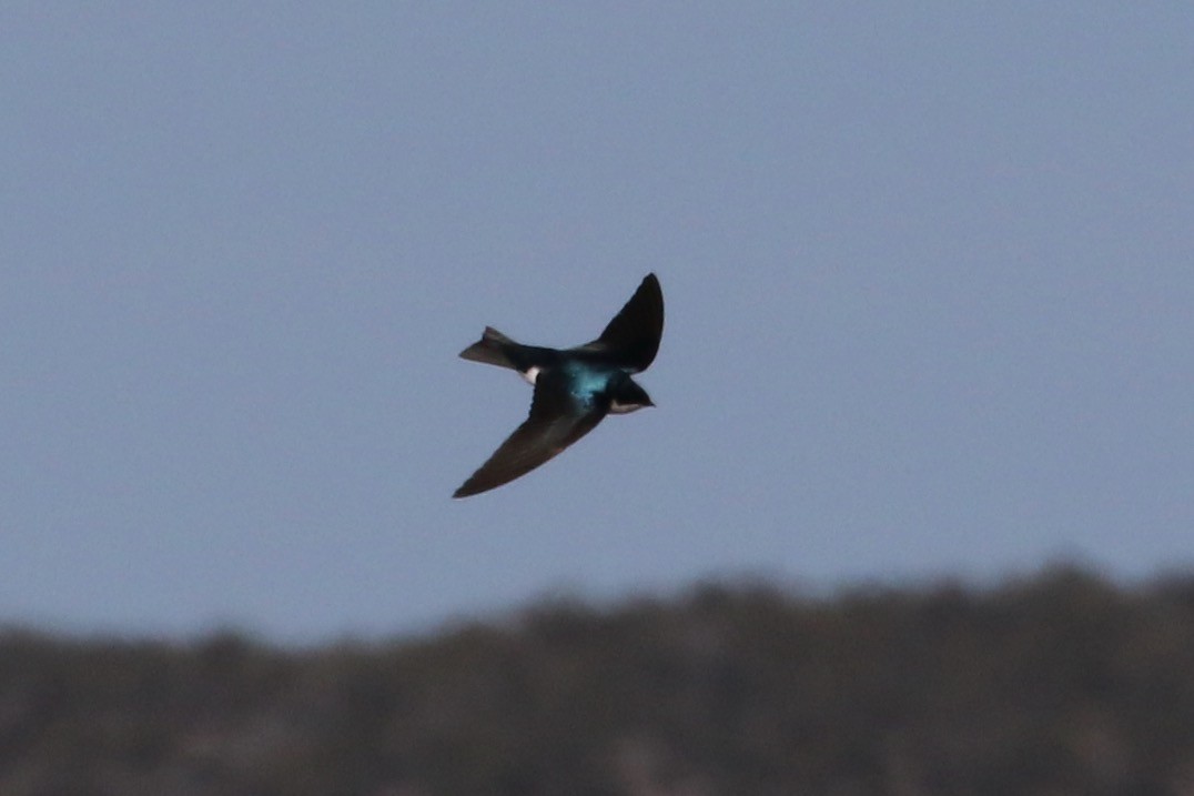 Tree Swallow - Laurens Halsey