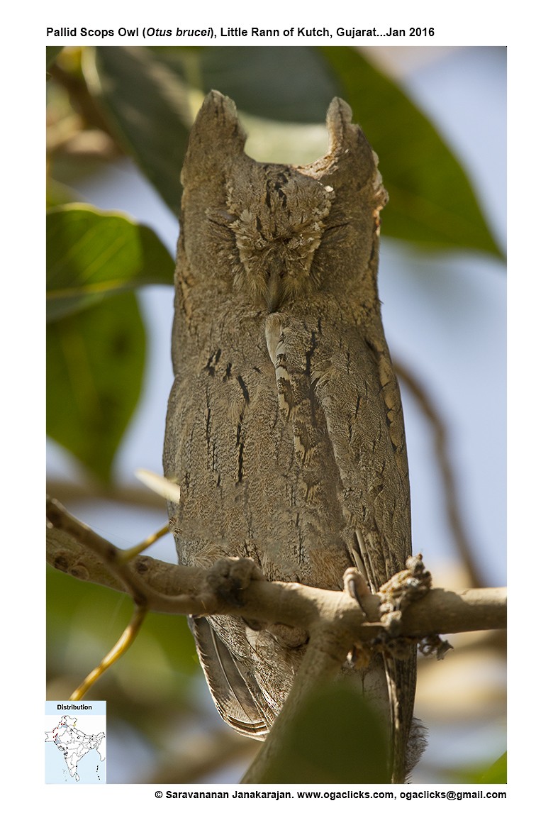 Pallid Scops-Owl - ML617233429