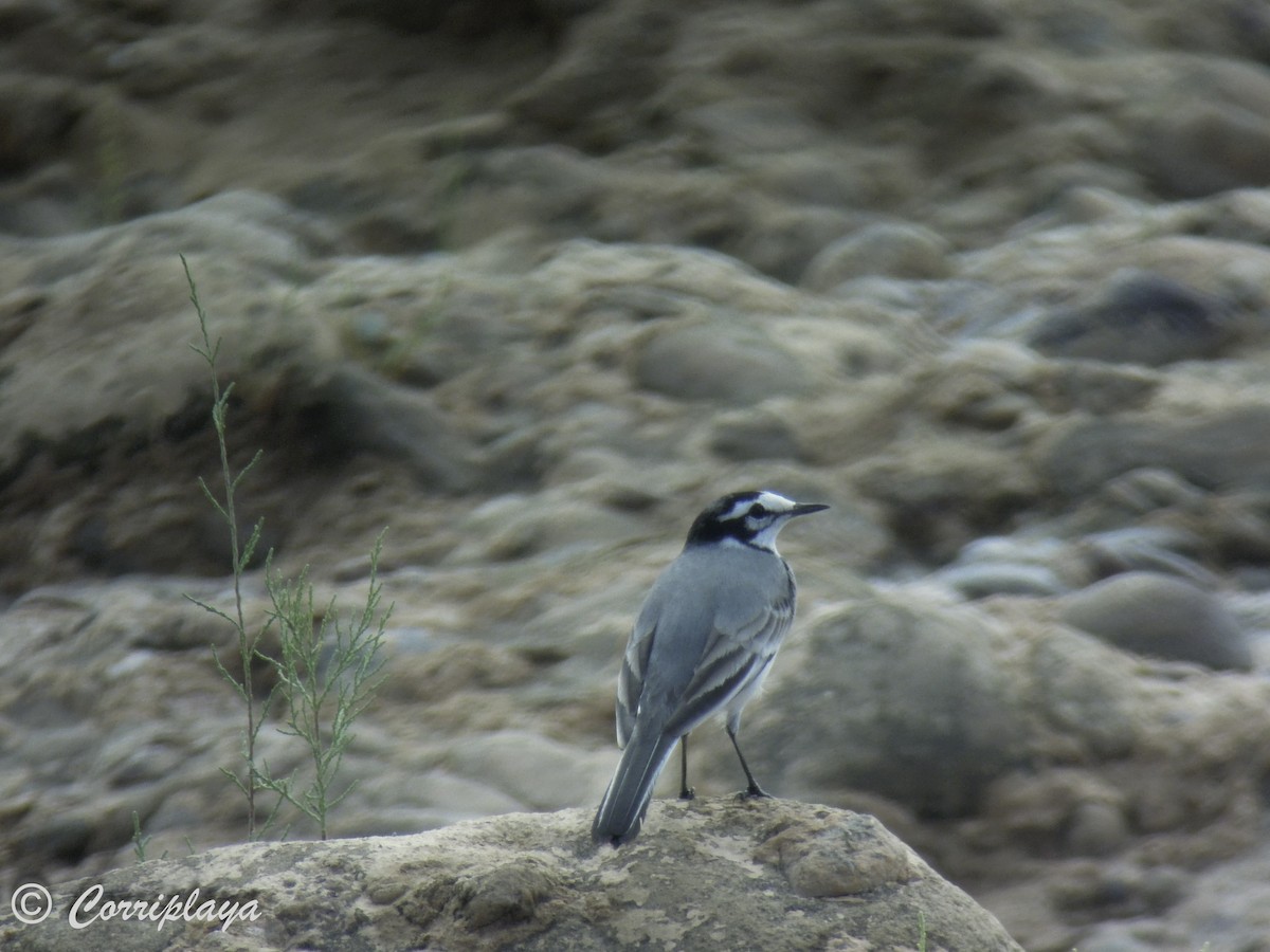 konipas bílý (ssp. subpersonata) - ML617233447