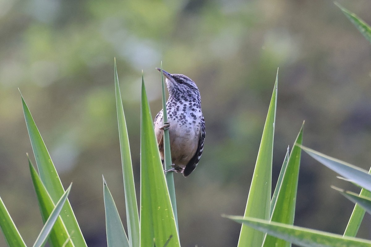 Band-backed Wren - ML617233461