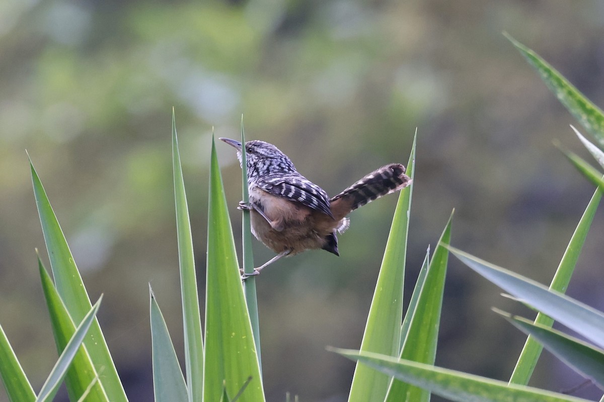 Band-backed Wren - ML617233465