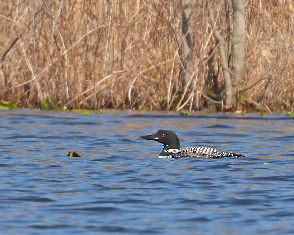 Common Loon - John Landis