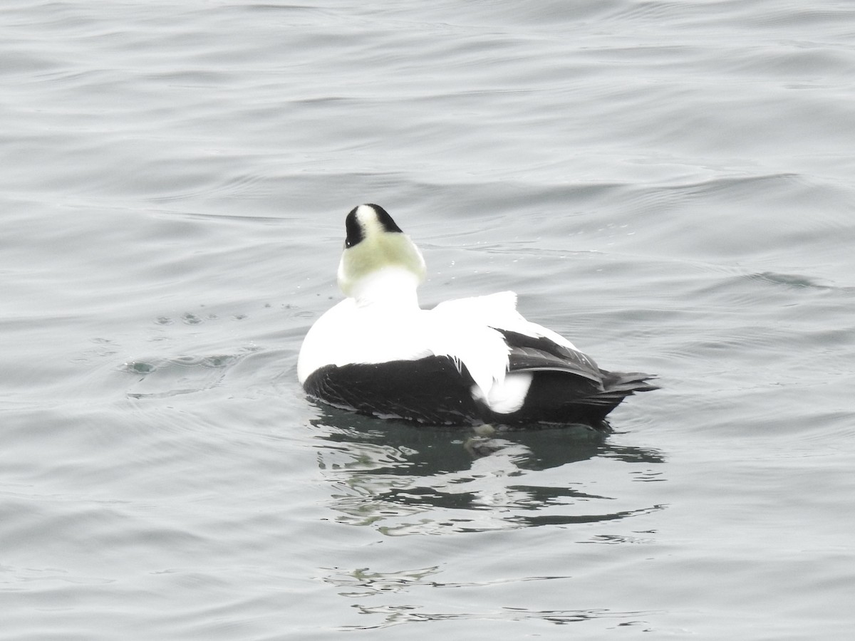 Common Eider - Diane Jalbert